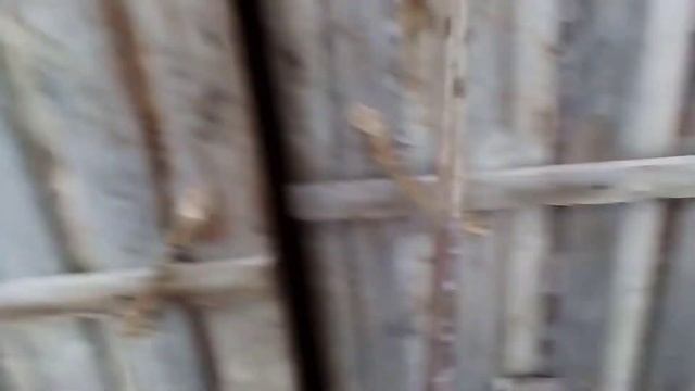 Уличное содержание быков на глубокой подстилке