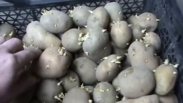 Проращивание картофеля перед посадкой/Sprouting Potatoes Before Planting/