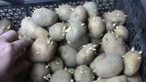 Проращивание картофеля перед посадкой/Sprouting potatoes before planting/