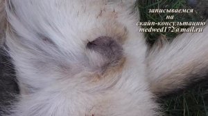 Течка у собак