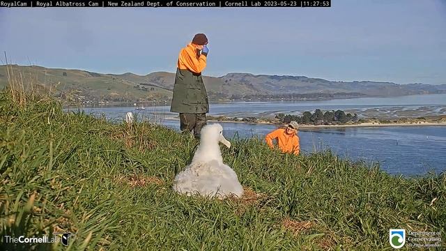 (23.05.2023) Альбатрос.  Взвешивание  -  Albatross.  Weighing
