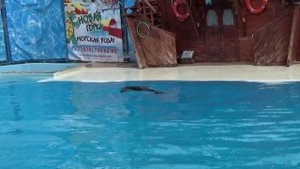 морской лев ( Крым Ялта) театр морских животных