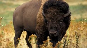 ВЫПУСК ЧЕТВЕРТЫЙ Широко распространённые мифы о животных