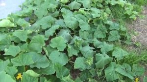 Сажаем огурцы. Три способа посадки огурцов.mp4