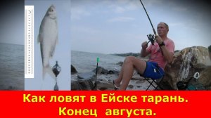 Как ловят тарань в Ейске. Конец  августа. 31.08.2021. Ейск. Рыбалка. Как ловится тарань.
