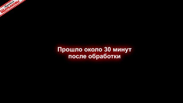 КЛЕЩИ против эфирного масла ПОЛЫНИ и ЛАЙМА! Честный эксперимент с живыми клещами смотреть онлайн