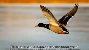 Сколько живут утки