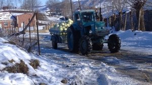 Трактор Т-40 с прицепом полный грузом на 3 т.Вывоз капусты с огорода.