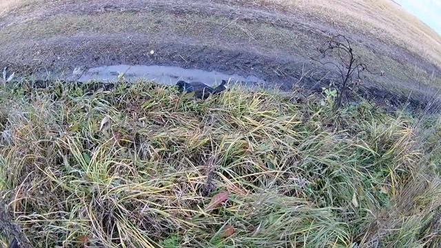 Охота на тетерева с подхода и на утку на поле! смотреть онлайн