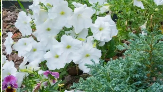 Видео отзыв от клиента Ольги смотреть онлайн