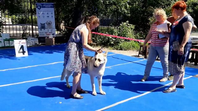 Выставки смотреть онлайн