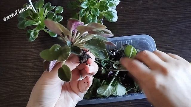 Фиалки! Как в той сказке про золотую антилопу... Ещё! Ещё!???