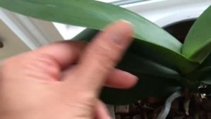 ?ЧЕСНОЧНАЯ ВОДА ДЛЯ ОРХИДЕЙ И ДРУГИХ РАСТЕНИЙ.