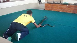 Змеиная ферма Пхукет Snake farm