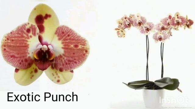 Орхидеи с названиями солнечных оттенков от жёлтого до рыже- красного. Orchids with names. смотреть онлайн