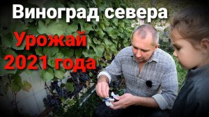 УРОЖАЙ ВИНОГРАДА 2021 года / Сколько сахара в ягоде винограда