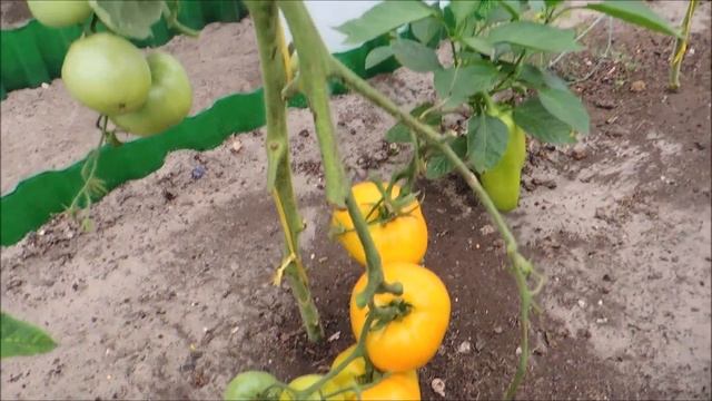 ? Помидоры-арбузы. И все-таки они выросли! (tomatoes).