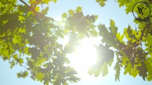 Экспресс-медитация и релаксация | 3 минуты осознанного дыхания