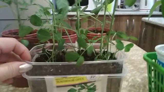 #острыйперчик#арахис#пепино смотреть онлайн