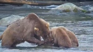 Богатый обед у медвежат#Katmai National Park, Alaska 2023