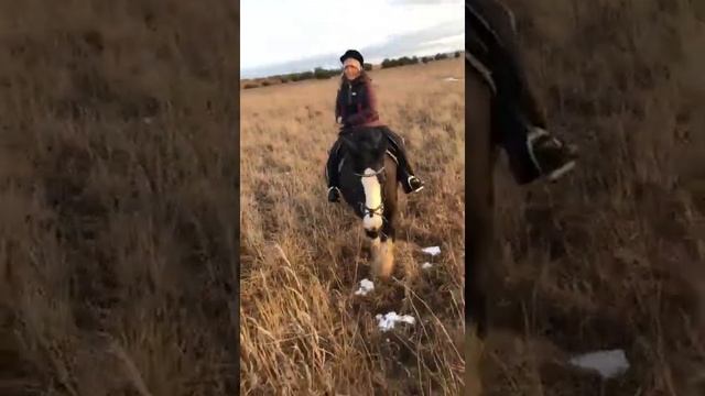 Лошади породы Тинкер. Отдых в Подмосковье