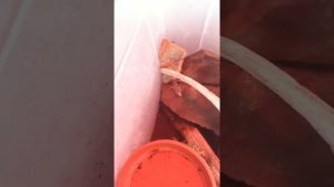 Обзор на рептилий.