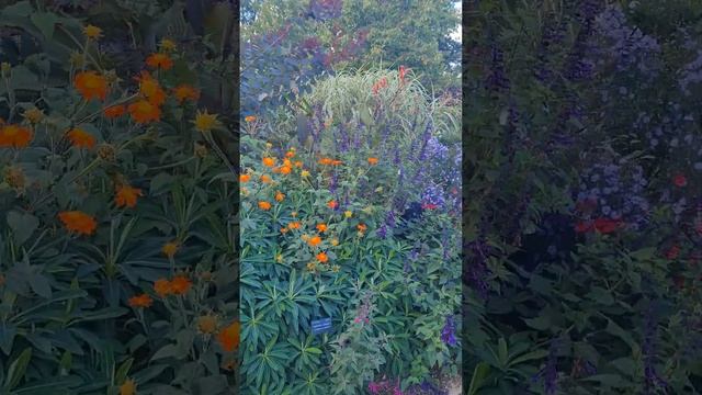 #oxford #botanicgardens #uk #оксфорд #ботаническийсад #англия #великобритания #inglaterra ??