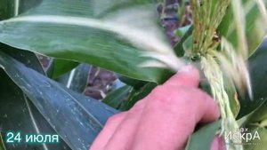 Сладкая кукуруза ? Мегатон F1. Посев в грунт 20 мая.