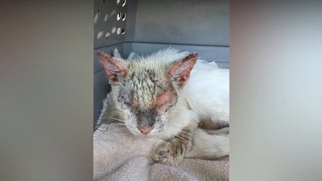 Когда спустя несколько месяцев бездомный кот впервые открыл глаза, люди были поражены! смотреть онлайн