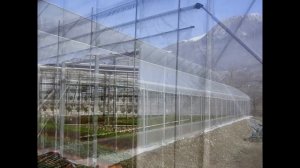 Теплицы с вертикальными стенами покрытые с двойной надувной плёнкой : http://www.teplitsa-russia.ru