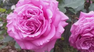 Розы. Предупреждение на вылет - 6 сортов