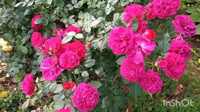 ??- штамбы?- подходящие сорта ??;?цветение: новенькие-Мэрилин Дюмас; Шайни и ; Кордес юбилей и др. смотреть онлайн