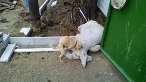 возбужденная собака