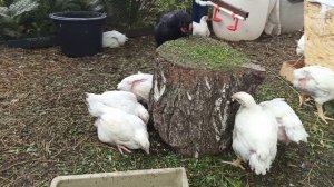 Содержание кур несушек и бройлеров кобб-500, кобб-700