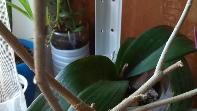 Гибискус в апреле. Как и где закладываются бутоны смотреть онлайн