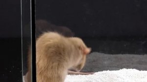 Паук тарантул против крысы. Venomous spider tarantula vs rat.