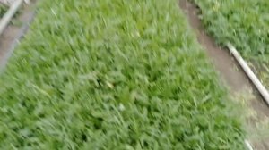 Тепличные технологии. Руккола