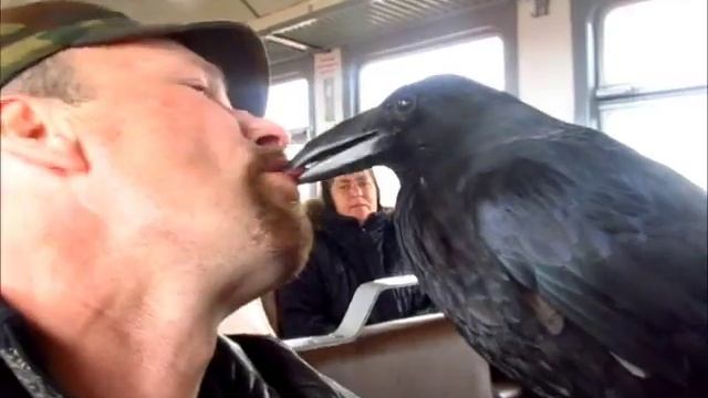 Ручные вороны смотреть онлайн