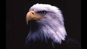 Notis Sfakianakis - O Aetos©