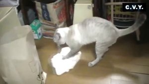 Кот моет пол