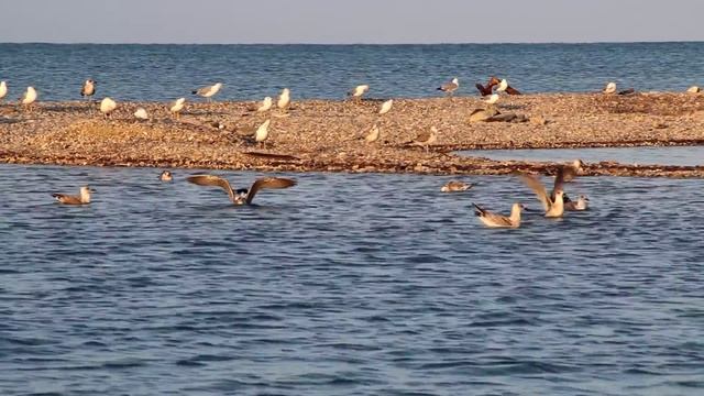 море чайки ...п.Новомихайловский. смотреть онлайн