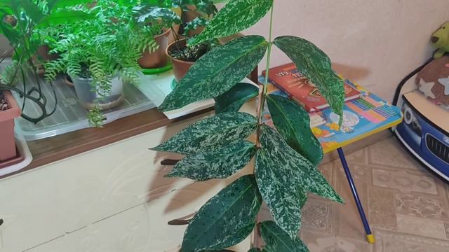 Растение с "мраморными" листьями.