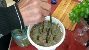 Черенкование роз в речном песке