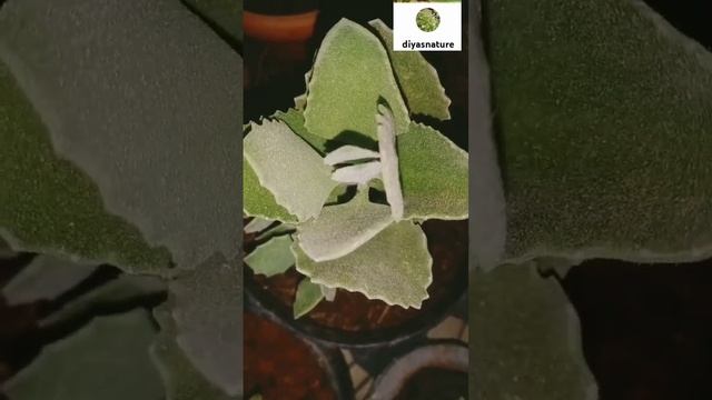 #kalanchoe Millotii #velvet #leaf #ornamental #succulent #plant #shortsfeed #viral #shorts #ytshort