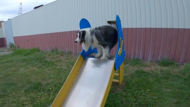 Умная собака. Бордер колли - A dog on a walk got caught in the rain, a typical border collie day. смотреть онлайн