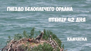 Гнездо белоплечего орлана Камчатка часть 2