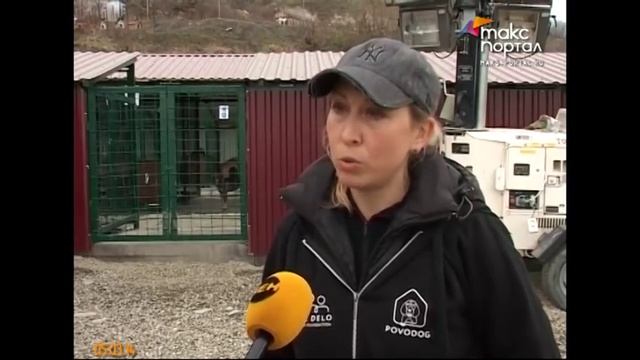 Проблему бездомных животных на курорте решат комплексно смотреть онлайн