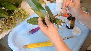 Орхидеи в размере 2,5 Разбор, зачистка, обработка. Что дальше? Часть 2