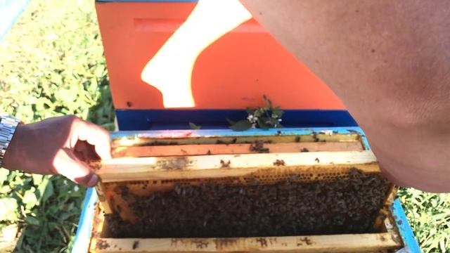 Обзор Бакфаста и Карники после главного взятка смотреть онлайн