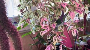 Джунгли в квартире. Что произошло в моем саду во время моего отсутствия!